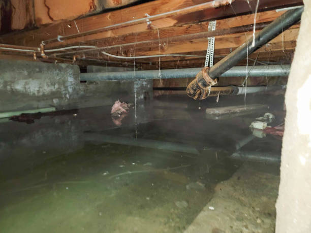 Best Basement water damage restoration  in Grand Saline, TX