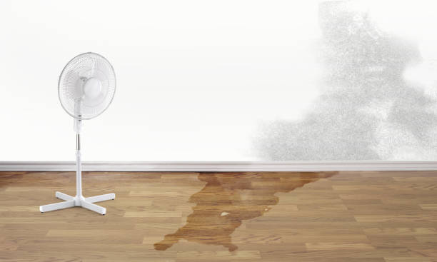 Best Water damage restoration mold remediation  in Grand Saline, TX